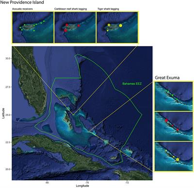 Spatial Connectivity and Drivers of Shark Habitat Use Within a Large Marine Protected Area in the Caribbean, The Bahamas Shark Sanctuary